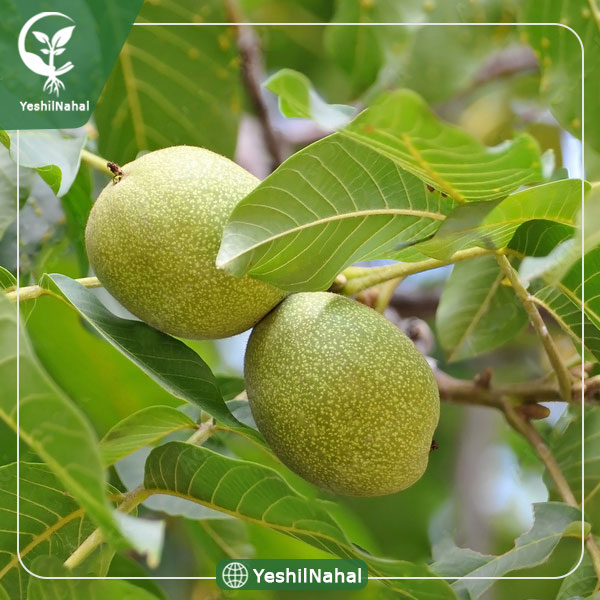 نهال گردو کوپه ای کانادایی